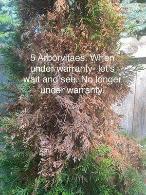 Arborvitaes sun burned within a few months of planting. Told us to water less, and wait and see.