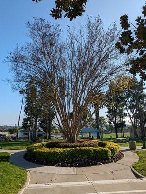 Tree inside the roundabout