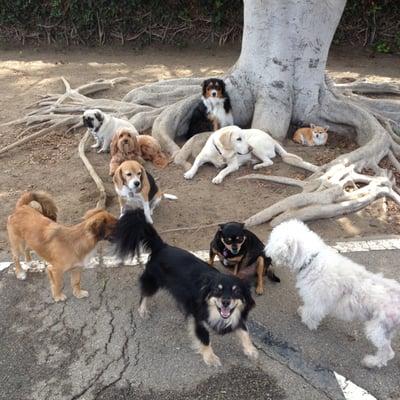 Some Dogwood Members hanging under The Dogwood Tree Outside in our Secured Yard having a good time together:)