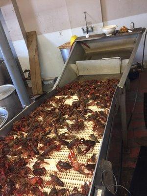 Cleaning the crawfish