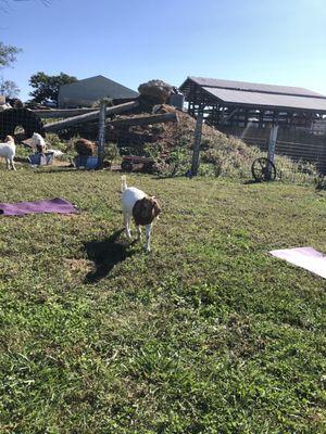 Getting ready for the yoga.