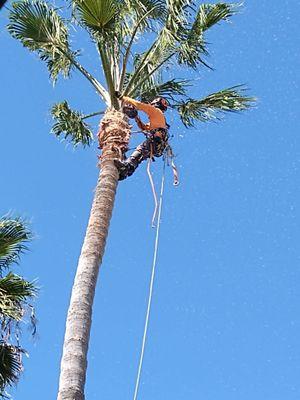 My friend raul triming a palm tree