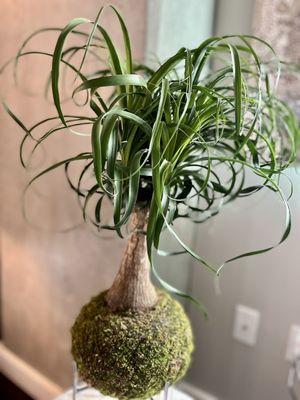 Ponytail palm ($60)