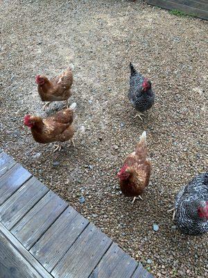 Chickens that run around the place!