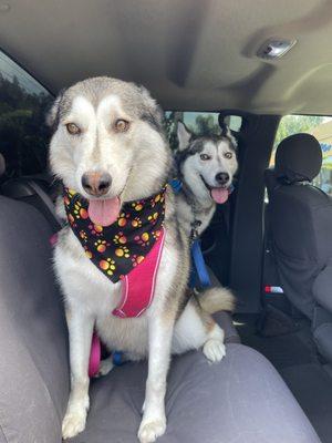 My huskies after being groomed! The bandannas are a nice touch!