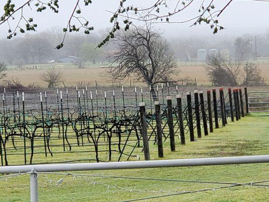 They grow two types of grapes, blanc du Bois and le Noir.