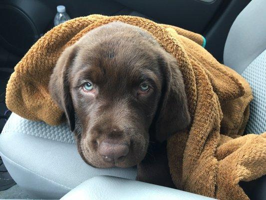 Hobbes as a puppy after his first bath