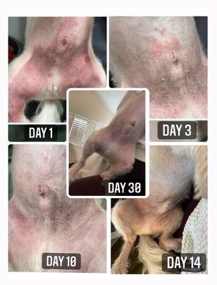 Ben's progress!! Thank you to everyone at The Spaw for the help and TLC!!