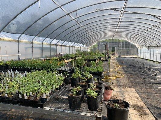 Getting tomatoes, peppers, squash and herbs for spring planting