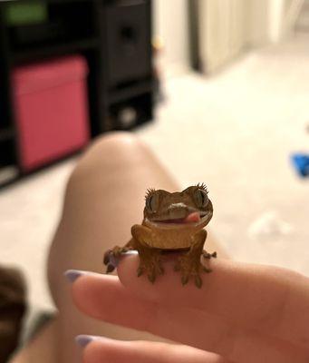 Happy healthy lizard :)