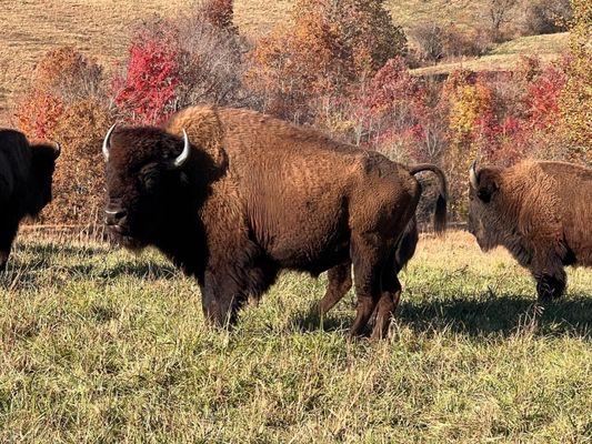 Picture perfect buffalo