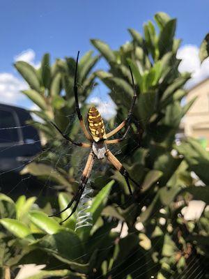 Orb weaver