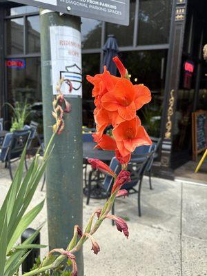 Gladiolus Curb Side