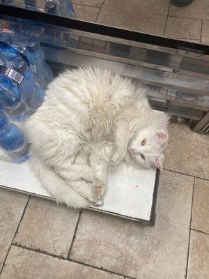 Their cat, Pushka.  Just another reason to visit this affordably priced Polish Deli.