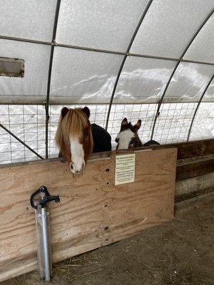 Mini horse and donkey