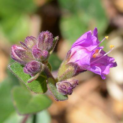 Paradise Hills Native Garden