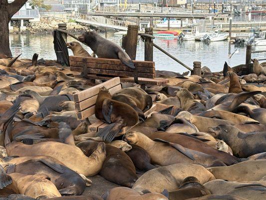 Sea lions near marina. Smelly!