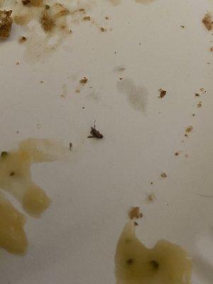 Bug inside my soup!