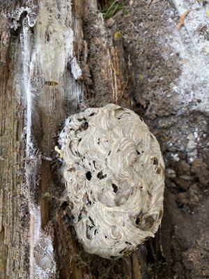 Yellow Jacket nest hidden under a railroad tie.