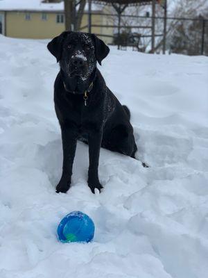 Four Paws Playground