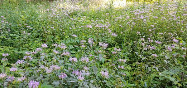 Lots of wildflowers