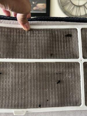 Black molds fours in my air conditioner.