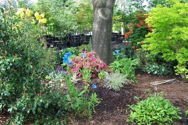 Woodland Garden with Blue Poppies