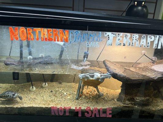 Tortoise  display