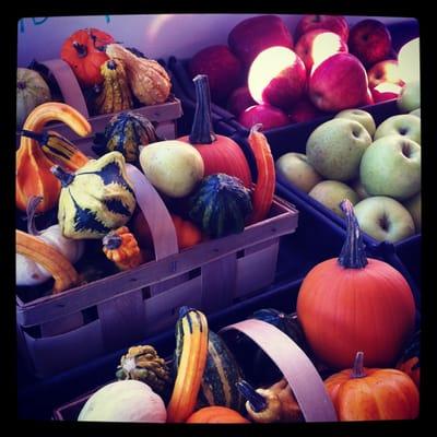 A colorful gourd selection. Festive centerpiece!