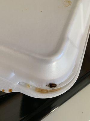 Roach from a takeout order, earlier today.