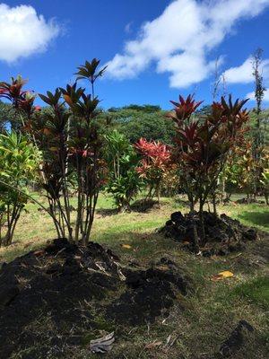 Trees growing out of lava