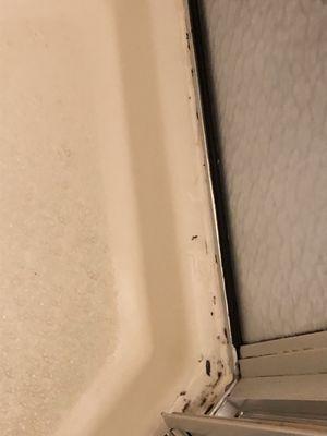 Black mold in shower bottom floor right bedroom