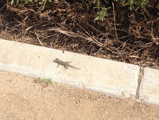 If you have a little explorer they will enjoy the lizards that aren't shy. :)