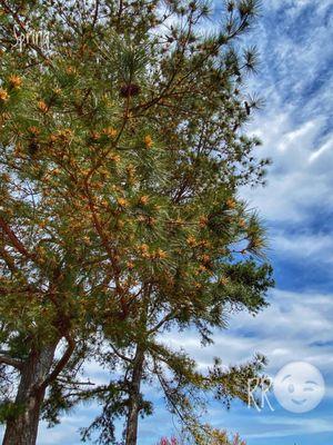 Ever wonder why Atlanta turns yellow in the spring? THESE PINE PODS is why!