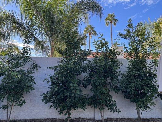 Lush green sour orange planted by another nursery.