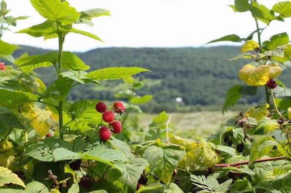 Beautiful views at Middlefield Orchard in Cooperstown, NY