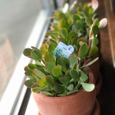 Cute little plants