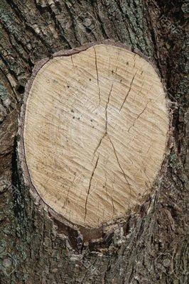 Elm tree stump grinding