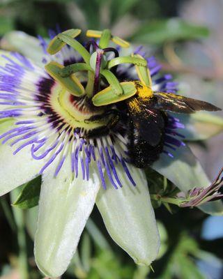 Come check out all the gorgeous vines blooming now! Pictured: Blue Passion Flower