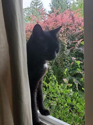 Working from home allows us to irritate the cat just by being there. She is enjoying the open windows though.