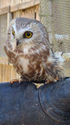 Northern Saw-Whet Owl (Zoe)