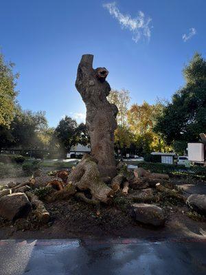 Lodi tree service, emergency tree removal, arborist