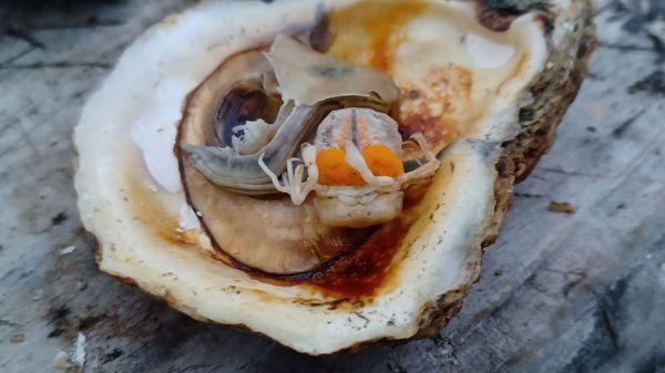 Very disappointing. $25 for a dozen oysters. 13 of them had a parasitic crab in it.