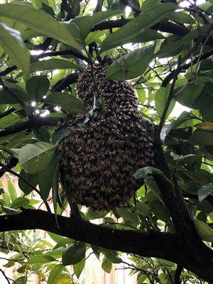 Bee Swarm