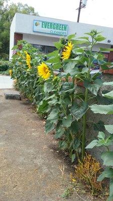 Sunflowers that Nanette planted using the seeds the birds left over