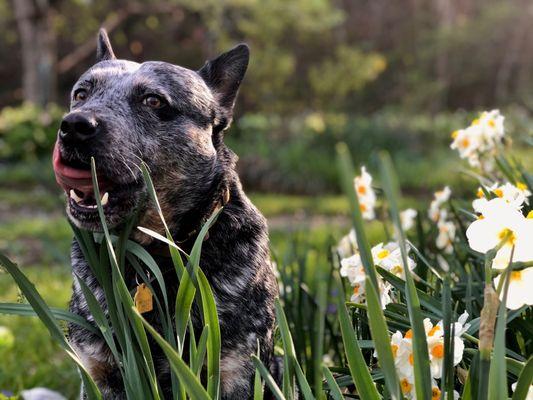 Smoky Mountain Pet Resort