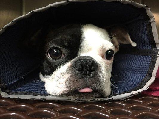 Fido was not happy to have a his cone-of-shame, but he was definitely happy to have Jossie take his picture!