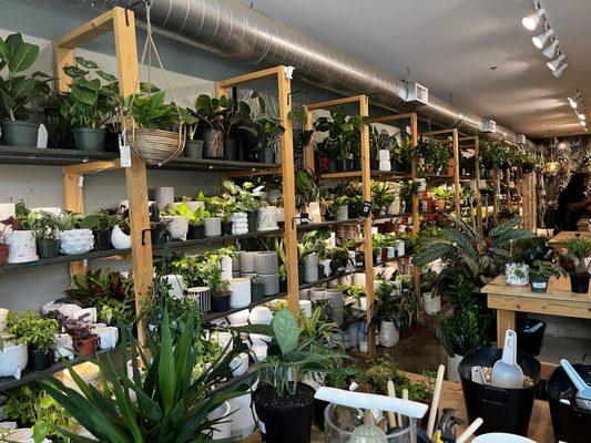 Variety of plants and pots along the wall