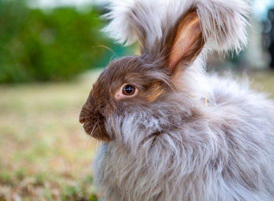 Angora bunny village included in all tours.