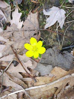 This is a flower in my yard back in Ohio.